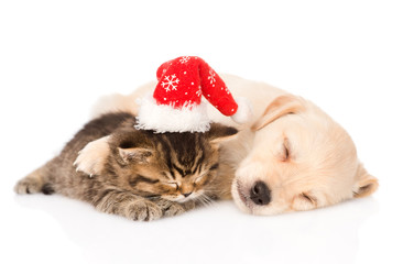 Fototapeta na wymiar golden retriever puppy dog and british cat with santa hat sleep