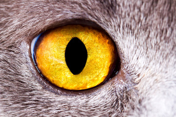 closeup eye British cat