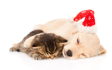 golden retriever puppy dog  with santa hat and british cat sleep