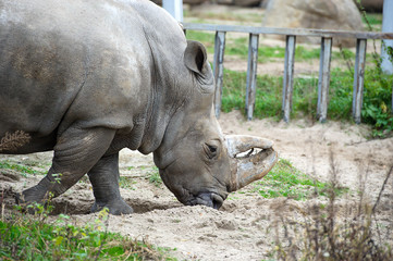 Naklejka premium African White Rhino