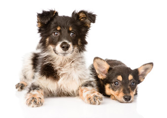 two lying puppy looking at camera. isolated on white background