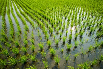 Zelfklevend Fotobehang Green rice cultivation field © Richie Chan