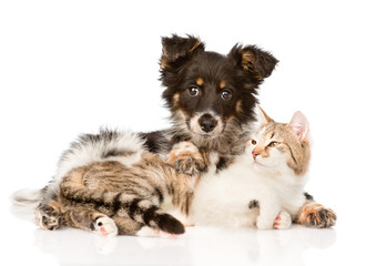 Cute dog embracing cat. isolated on white background