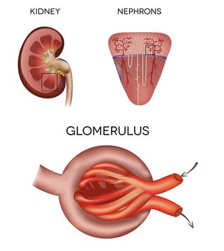 Renal Corpuscle And Glomerulus, A Part Of The Kidney