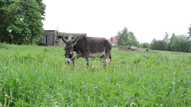 donkey animal tied with chain graze in pasture grass