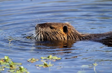 ragondin nageant sur l'étang