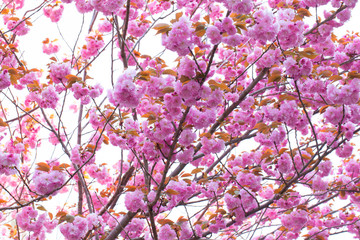 Booming double cherry blossom branches in the blue sky
