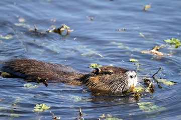 ragondin nageant sur l'étang