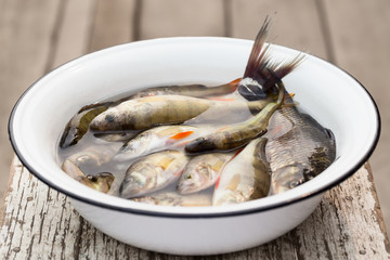 River fish in a white basin with water