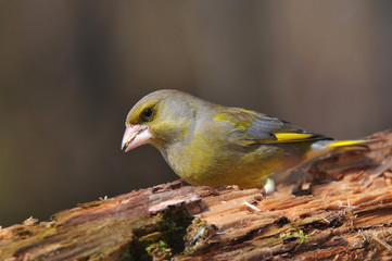 Greenfinch