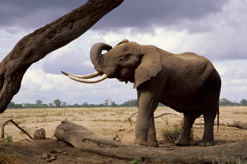 elefante africano adulto con grosse zanne maschio dominante © francescodemarco