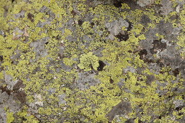 rock with moss - Stock Image