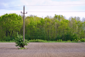 Telephone pole in the field