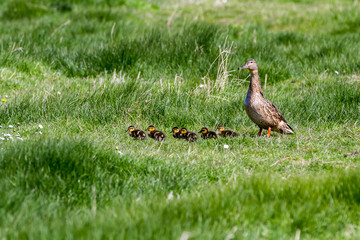 Wild duck