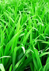 background from leaves