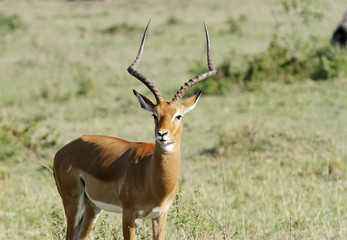 A beautiful Impala staring at camera