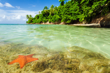 Starfish in Clear Water