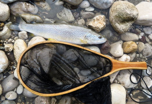 trota marmorata