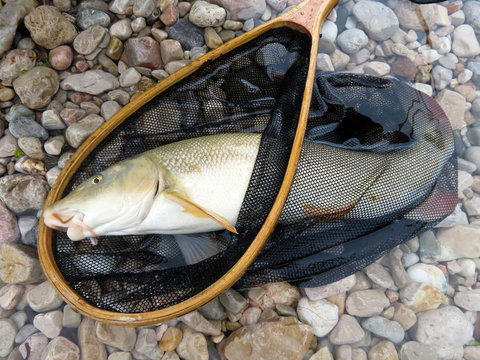 pesce barbo