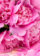 bunch of peonies isolated on white