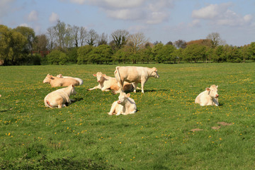 Fototapeta premium vaches
