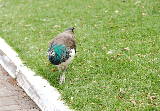 Fototapeta A beautiful Peahen on the grass