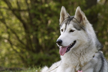 Siberian Husky