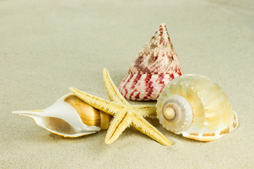 sea shells with sand