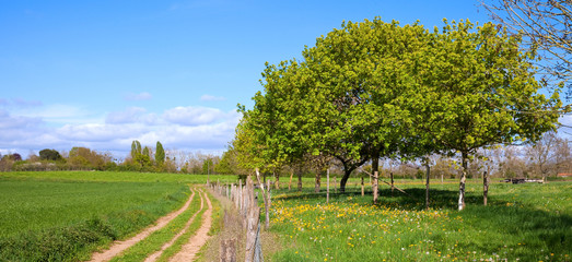 Paysage campagnard au printemps 05