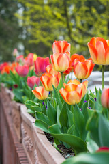 Red and orange tulips bouquet