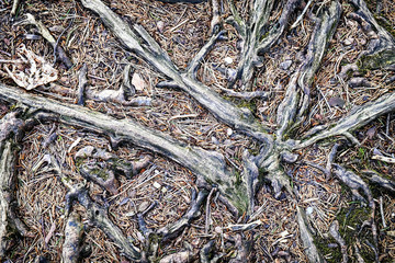 weathered roots