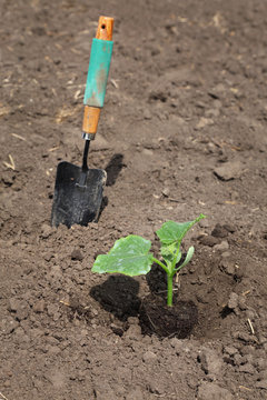 Agriculture, cucumber plant in spring in field with shovel