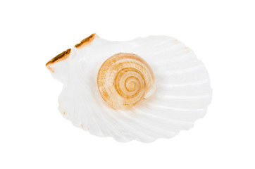 Beige spiral shell in ocean shell isolated