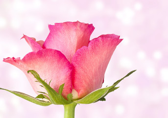 Single pink rose on pink bokeh background