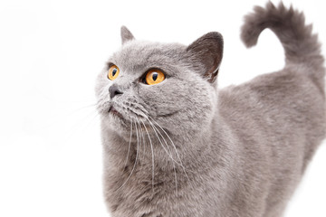 Portrait of a grey british cat