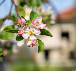 Blossoming tree brunch with pink flowers