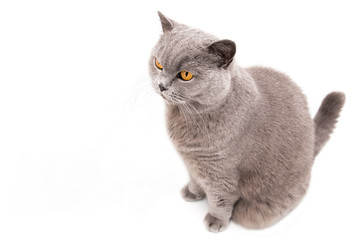 Portrait of a grey british cat