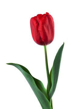 Red Tulip isolated on White