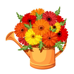Bouquet of gerbera flowers in watering can. Vector illustration.