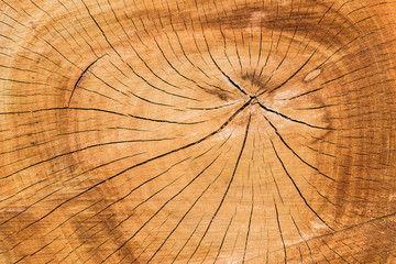 Wood texture (trees from forest)