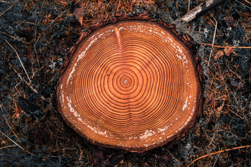Tree rings on a cutted log in a conifer forest after logging - 63830982