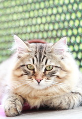 brown kitten of siberian breed