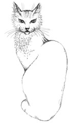 Vector of young beautiful cat at engraved style