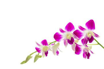 Naklejka na ściany i meble Fioletowy kwiat orchidei wyizolowanych białym tle