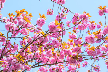 Obraz na płótnie Canvas Blooming double cherry blossom branches