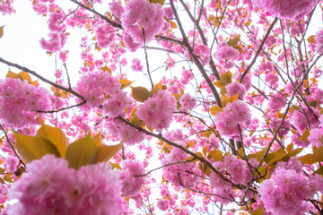 Blooming double cherry blossom branches