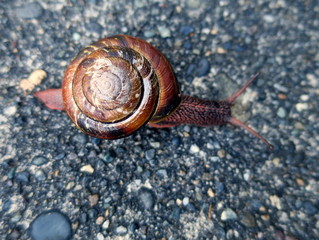 Snail Closeup