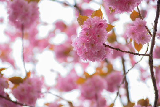 Close up of blooming double cherry blossoms