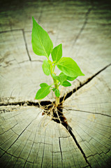 Small green seedling growing from tree stump
