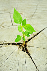 Small green seedling growing from tree stump